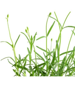 Lavendel 'No. 9' -Deutschland Genussgarten Verkaufs-Shop 8094070 WE DE 001 LavandulaAngustifoliaNO9LavendelT13