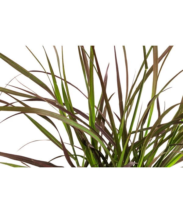 Rotes Lampenputzergras 'Summer Samba' 2 Rotes Lampenputzergras 'Summer Samba' – Bild 2