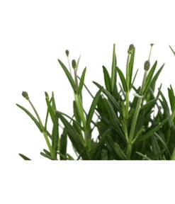 Lavendel 'Royal Blue' -Deutschland Genussgarten Verkaufs-Shop 8097545 WE DE 001 LavendelRoyalBlue1L