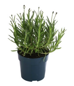 Lavendel 'Royal Blue' -Deutschland Genussgarten Verkaufs-Shop 8097545 WE FS 001 LavendelRoyalBlue1L