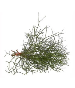 Heidelbeere-Bund, Ca. 40-50 Cm -Deutschland Genussgarten Verkaufs-Shop 8148991 WE FS 002 HeidelbeereBundDehnerExpressHerzig