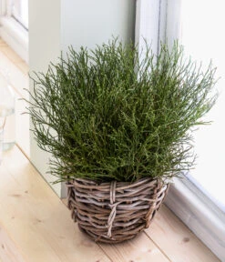 Heidelbeere-Bund, Ca. 40-50 Cm -Deutschland Genussgarten Verkaufs-Shop 8148991 WE MO 001 HeidelbeereHandbund