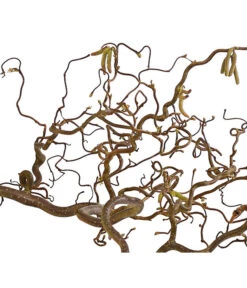 Bio Korkenzieherhasel -Deutschland Genussgarten Verkaufs-Shop 8149072 WE DE 001 KorkenzieherhaselBio80 100cmDehnerExpressHerzig