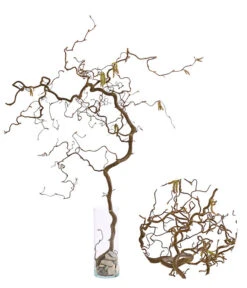 Bio Korkenzieherhasel