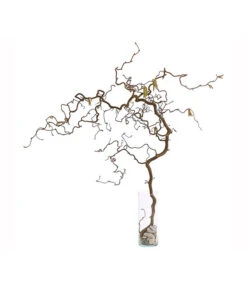 Bio Korkenzieherhasel -Deutschland Genussgarten Verkaufs-Shop 8149072 WE FS 002 KorkenzieherhaselBio80 100cmDehnerExpressHerzig 2