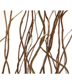 Korkenzieherweide-Bund -Deutschland Genussgarten Verkaufs-Shop 8149114 WE DE 001 Salix B