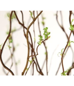 Korkenzieherweide-Bund -Deutschland Genussgarten Verkaufs-Shop 8149114 WE DE 003 Salix B