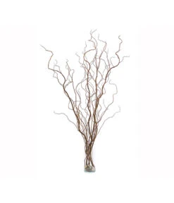 Korkenzieherweide-Bund -Deutschland Genussgarten Verkaufs-Shop 8149114 WE FS 002 KorkenzieherweideBraunBundDehnerExpressHerzig