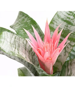 Lanzenrosette - Aechmea Fasciata -Deutschland Genussgarten Verkaufs-Shop 8200636 WE DE 001 LanzenrosetteAechmeaPrimeraT15DehnerExpressHerzig