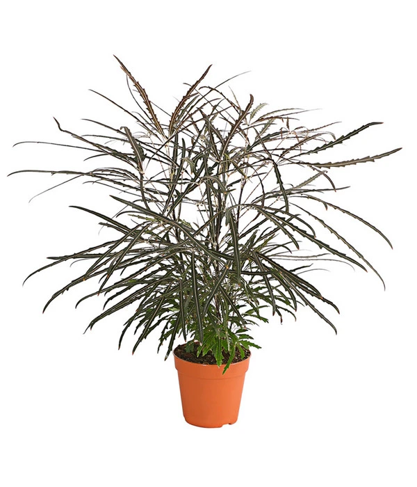 Fingeraralie - Schefflera Elegantissima 1 Fingeraralie - Schefflera Elegantissima