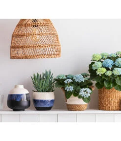 Greiskraut - Senecio Talinoides 'Aquarine Mount Everest®' -Deutschland Genussgarten Verkaufs-Shop 8203994 668948 6689855 WE MO 001 HortensieMagicalTopfMaritim