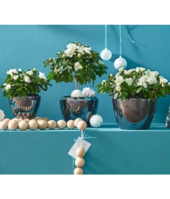 Zimmerazalee - Rhododendron Simsii, Busch -Deutschland Genussgarten Verkaufs-Shop 8205148 8205171 8205379 82005148 PR MO 020 AzaleenAzaleaT12UveSauer