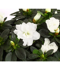 Zimmerazalee - Rhododendron Simsii, Busch -Deutschland Genussgarten Verkaufs-Shop 8205379 WE DE 001 AzaleeAzaleaBuschMixT14DehnerExpressHerzigOW