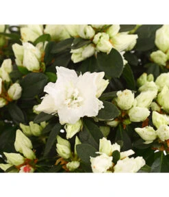 Zimmerazalee - Rhododendron Simsii, Busch -Deutschland Genussgarten Verkaufs-Shop 8205379 WE DE 001 AzaleeAzaleaBuschT14DehnerExpressHerzigOW