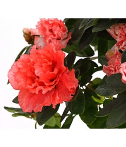 Zimmerazalee - Rhododendron Simsii, Busch -Deutschland Genussgarten Verkaufs-Shop 8205379 WE DE 002 AzaleeAzaleaBuschMixT14DehnerExpressHerzigOW