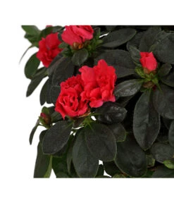 Zimmerazalee - Rhododendron Simsii, Busch -Deutschland Genussgarten Verkaufs-Shop 8205379 WE DE 003 AzaleeAzaleaBuschMixT14DehnerExpressHerzigOW