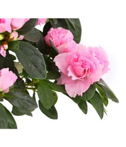 Zimmerazalee - Rhododendron Simsii, Busch -Deutschland Genussgarten Verkaufs-Shop 8205379 WE DE 004 AzaleeAzaleaBuschMixT14DehnerExpressHerzigOW