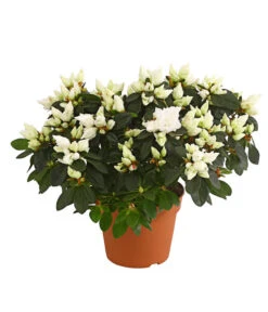 Zimmerazalee - Rhododendron Simsii, Busch -Deutschland Genussgarten Verkaufs-Shop 8205379 WE FS 001 AzaleeAzaleaBuschT14DehnerExpressHerzigOW