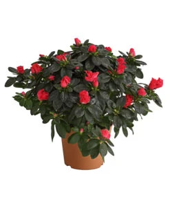 Zimmerazalee - Rhododendron Simsii, Busch -Deutschland Genussgarten Verkaufs-Shop 8205379 WE FS 003 AzaleeAzaleaBuschMixT14DehnerExpressHerzigOW