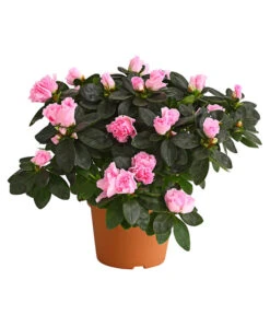 Zimmerazalee - Rhododendron Simsii, Busch -Deutschland Genussgarten Verkaufs-Shop 8205379 WE FS 004 AzaleeAzaleaBuschMixT14DehnerExpressHerzigOW