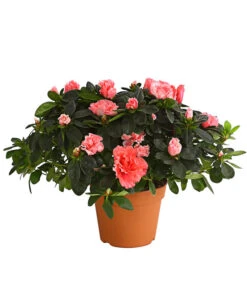 Zimmerazalee - Rhododendron Simsii, Busch -Deutschland Genussgarten Verkaufs-Shop 8205379 we FS 002 AzaleeAzaleaBuschMixT14DehnerExpressHerzigOW