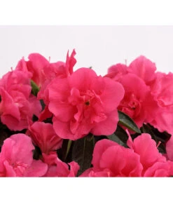 Zimmerazalee - Rhododendron Simsii 'Remembrance' -Deutschland Genussgarten Verkaufs-Shop 8205999 PR DE 001 AzaleeDehnerExpressHerzig