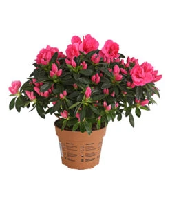 Zimmerazalee - Rhododendron Simsii 'Remembrance'