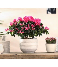 Zimmerazalee - Rhododendron Simsii 'Remembrance' -Deutschland Genussgarten Verkaufs-Shop 8205999 PR MO 001 AzaleenRemembranceLilaT12DehnerExpressHerzig