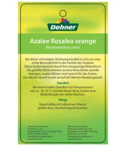 Zimmerazalee - Rhododendron Simsii 'Rosalea' -Deutschland Genussgarten Verkaufs-Shop 8206021 AzaleeRosaleaOrangeEtikett2