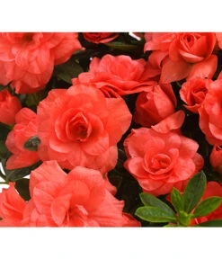 Zimmerazalee - Rhododendron Simsii 'Rosalea' -Deutschland Genussgarten Verkaufs-Shop 8206021 PR DE 001 AzaleeAzaleaRosaleaOrangeDehnerExpressHerzig