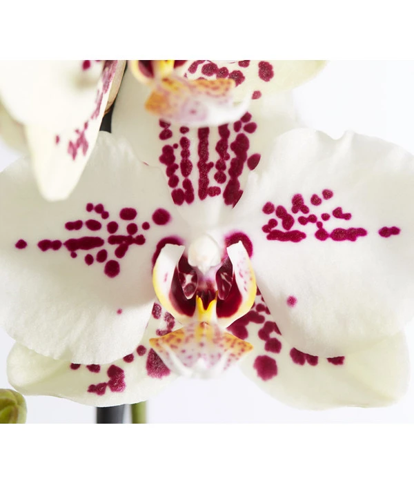 Schmetterlingsorchidee - Phalaenopsis Cultivars 'Cascade', Verschiedene Sorten 7 Schmetterlingsorchidee - Phalaenopsis Cultivars 'Cascade', Verschiedene Sorten – Bild 7