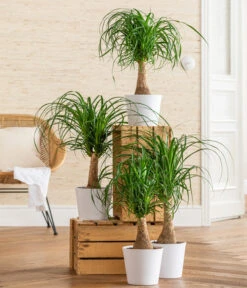 Elefantenfuß - Beaucarnea Recurvarta -Deutschland Genussgarten Verkaufs-Shop 8207946 WE MO 001 BeaucarneaRecurvataT17 CCSeitenbanner 2022 01