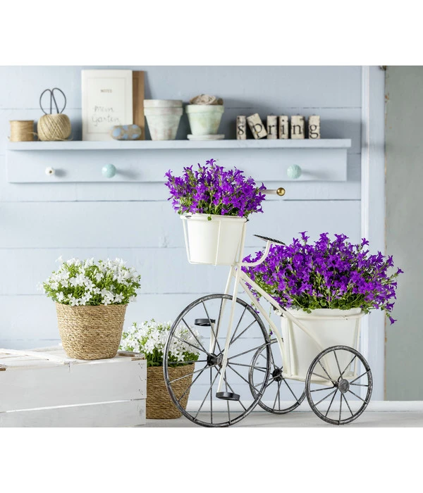 Polster-Glockenblume 'Ocean', 6er Schale 2 Polster-Glockenblume 'Ocean', 6er Schale – Bild 2