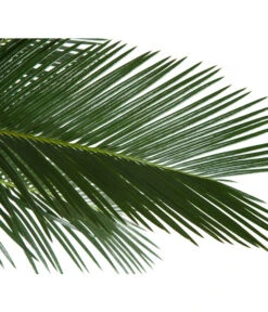 Sagopalmfarn - Cycas Revoluta -Deutschland Genussgarten Verkaufs-Shop 8216236 BildD 001 PalmfarnCycasRevoluta45