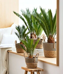 Sagopalmfarn - Cycas Revoluta -Deutschland Genussgarten Verkaufs-Shop 8216236 WE MO 001 SagopalmfarnCycas