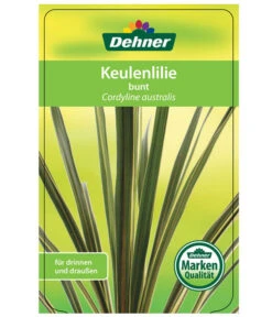 Keulenlilie - Cordyline Australis Variegata -Deutschland Genussgarten Verkaufs-Shop 8216368 CorylineBuntEtikett1