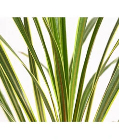 Keulenlilie - Cordyline Australis Variegata -Deutschland Genussgarten Verkaufs-Shop 8216368 PR DE 001 KeulenlilieCordylineAustralisVariegataT17ExpressHerzig