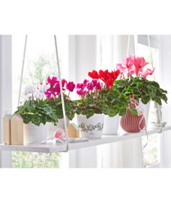 XXL Alpenveilchen 20 XXL Alpenveilchen -Deutschland Genussgarten Verkaufs-Shop 8217663 8217481 8217770 8619488 WE MO 001 AlpenveilchenCyclamenStandardT12UveSauer