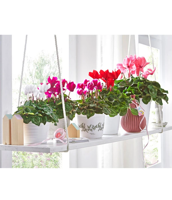 XXL Alpenveilchen 10 XXL Alpenveilchen – Bild 10