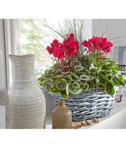 XXL Alpenveilchen 21 XXL Alpenveilchen -Deutschland Genussgarten Verkaufs-Shop 8217770 PR MO 001 CyclamenkorbUveSauer