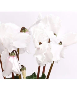 XXL Alpenveilchen 17 XXL Alpenveilchen -Deutschland Genussgarten Verkaufs-Shop 8217770 WE DE 001 AlpenveilchenCyclamenXXLPremiumT17DehnerExpressHerzig