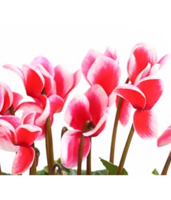 XXL Alpenveilchen 15 XXL Alpenveilchen -Deutschland Genussgarten Verkaufs-Shop 8217770 WE DE 002 AlpenveilchenCyclamenXXLPremiumT17DehnerExpressHerzig