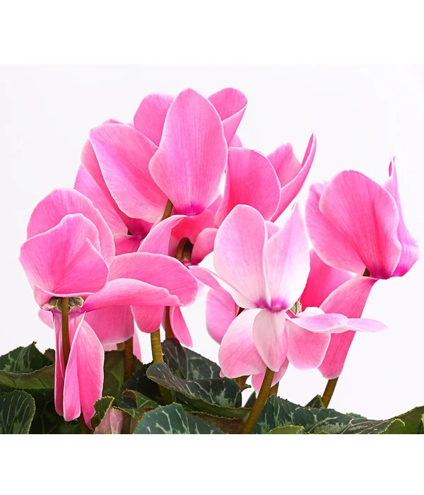 XXL Alpenveilchen 6 XXL Alpenveilchen – Bild 6