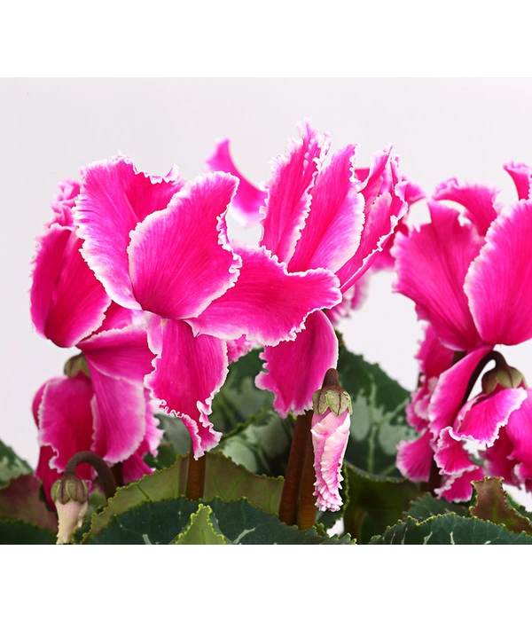 XXL Alpenveilchen 8 XXL Alpenveilchen – Bild 8