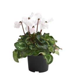 XXL Alpenveilchen 13 XXL Alpenveilchen -Deutschland Genussgarten Verkaufs-Shop 8217770 WE FS 001 AlpenveilchenCyclamenXXLPremiumT17DehnerExpressHerzig