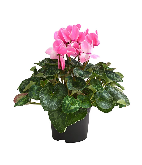 XXL Alpenveilchen 2 XXL Alpenveilchen – Bild 2