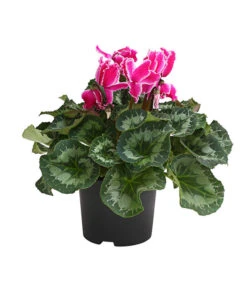 XXL Alpenveilchen 14 XXL Alpenveilchen -Deutschland Genussgarten Verkaufs-Shop 8217770 WE FS 004 AlpenveilchenCyclamenXXLPremiumT17DehnerExpressHerzig