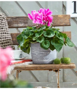 XXL Alpenveilchen 19 XXL Alpenveilchen -Deutschland Genussgarten Verkaufs-Shop 8217770 WE MO 001 AlpenveilchenCyclamenXXLT17OutdoorUveSauer