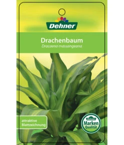 Drachenbaum - Dracaena Fragrans 'Massangeana', Karussell -Deutschland Genussgarten Verkaufs-Shop 8218232 Drachenbaum Etikett 1