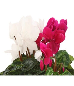 Alpenveilchen-Duo -Deutschland Genussgarten Verkaufs-Shop 8218539 PR DE 001 AlpenveilchenCyclamenTwinLilaWeissDehnerHerzig